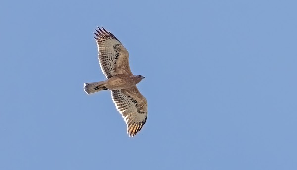 NUORI VUORIKOTKA PICOSILLA