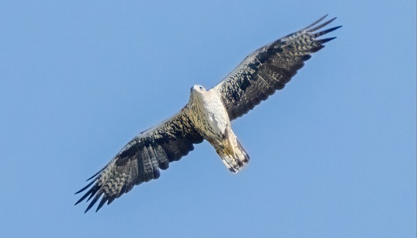 LUMBIERISSÄ NÄHTIIN PARI VANHAA VUORIKOTKAA